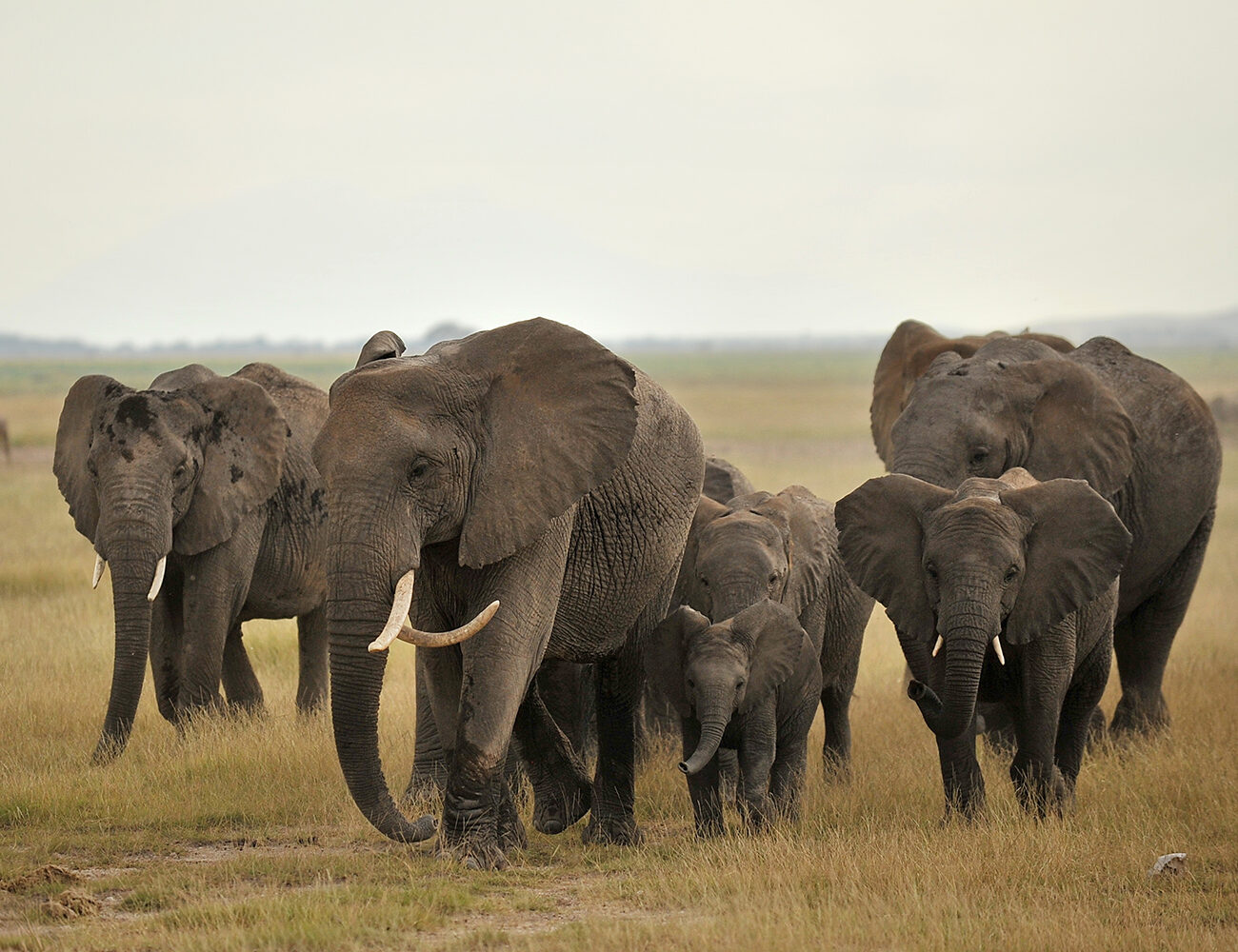 Budget Camping Safari